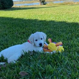 Golden Retriever Puppies from Huckaby’s English Golden Retrievers