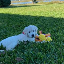 Golden Retriever Puppies from Huckaby’s English Golden Retrievers