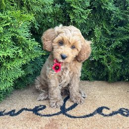 Eliot - Buff male Cockapoo puppy in Shipshewana, Indiana from Home Raised Cockapoos