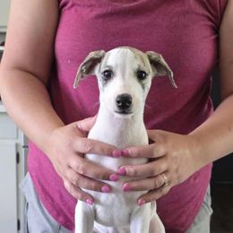 Girl 1 - Fawn brindle female Whippet puppy in Genoa, New York from Solidago