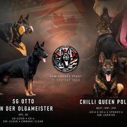 German Shepherd puppies from Vom Grenze Stadt German Shepherd Dogs
