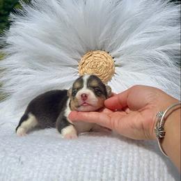 Cozy - Black and white female American Corgi puppy in Florida from Sunrise Corgis