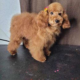 Fiyah - Poodle