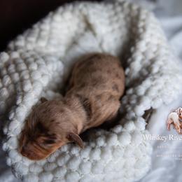 Meg - Dapple female Dachshund puppy in Iola, Texas from Whiskey River Dachshunds