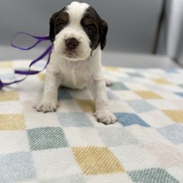 Raven - Liver white and tan female English Springer Spaniel puppy in Rogers, Ohio from StoneyBrook Setters