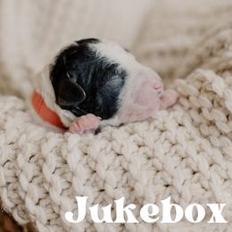 Jukebox - Black and white male Sheepadoodle puppy in Patterson, California from Dooling Doodles