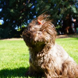 Shih Tzus from LiL SHiHTZ