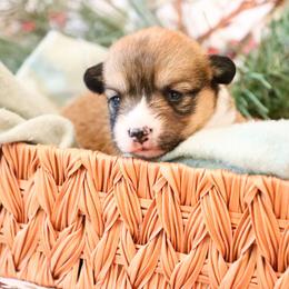 Cinder - Sable female Pembroke Welsh Corgi puppy in Plains, Montana from Diamond Corgis