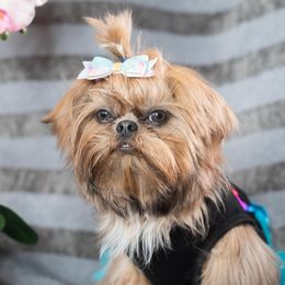 Diamond - Shih Tzu