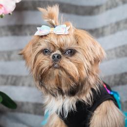 Diamond - Shih Tzu