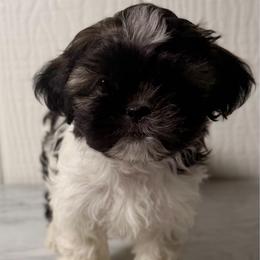 Lexor - Black gold and white male Shih Tzu puppy in Monrovia, California from Sunrise Shihtzu Blossom