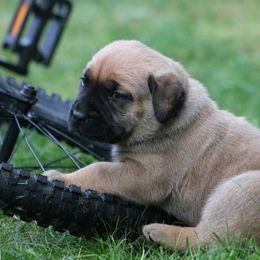 Boerboel Puppies from Northland Boerboels