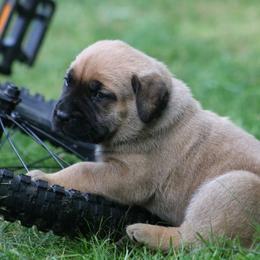 Boerboel Puppies from Northland Boerboels