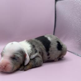 Elara - Dapple female Dachshund puppy in Barstow, California from Kindle & Burrow Dachshunds