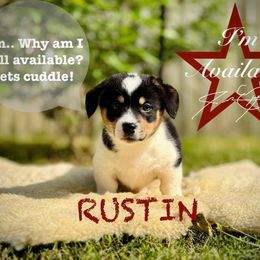 Pembroke Welsh Corgi Puppies from Roo and The Velvet Paws