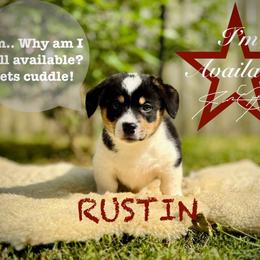 Pembroke Welsh Corgi Puppies from Roo and The Velvet Paws