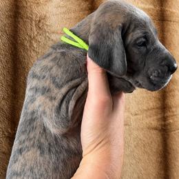 Clue - Blue brindle male Great Dane puppy in Lebanon, Virginia from North Cedar Danes