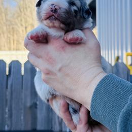 Hot Sauce (red collar) - Blue merle male Australian Shepherd puppy in Ashland, Ohio from SS Australian Shepherds