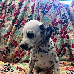 Butterfinger - White and black female Dalmatian puppy in Austin, Texas from Dazzling Dalz