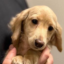 Cream Longhair Male - Cream male Dachshund puppy in Horizon City, Texas from Willipaws
