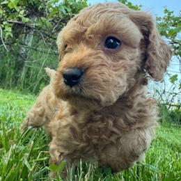 Bertie-  (Rainbow Sherbet) - Red female Bordoodle puppy in Canfield, Ohio from Poo's Doo's & Inu's