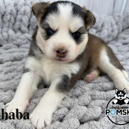 Elphaba - Black and white female Pomsky puppy in Eastman, Georgia from Once Upon A Pomsky