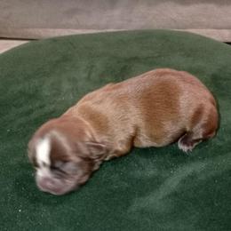 Alex 3 - Chocolate male Shih Tzu puppy in Grand Prairie, Texas from R&R Shih-Tzus & Stud Services
