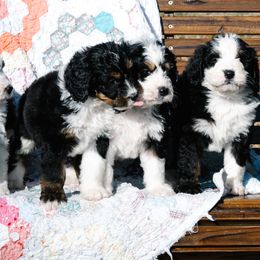 Bernedoodle and Schnoodle Puppies from Grand Lake Poodles & Doodles