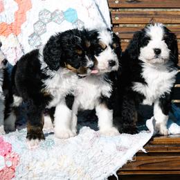Bernedoodle and Schnoodle Puppies from Grand Lake Poodles & Doodles