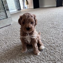 Reserved - Red  female Goldendoodle puppy in Fort Myers, Florida from Gandy’s Tails of Joy
