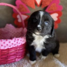 Miniature Australian Shepherds and Toy Australian Shepherds from Prickly Pear Pups