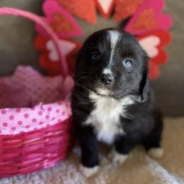 Miniature Australian Shepherds and Toy Australian Shepherds from Prickly Pear Pups