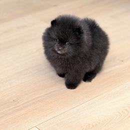 Violet - Black female Pomeranian puppy in Muskogee, Oklahoma from Wonderlust Pomeranians