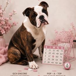 Bulldog puppies from Empire Bulldogs & French Bulldogs