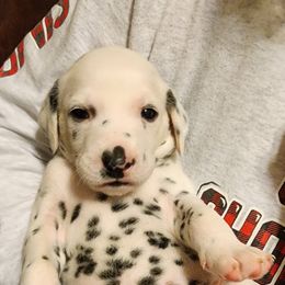 Yellow Boy - White and black Dalmatian puppy in Old Fort, North Carolina from Smith's Dalmatians