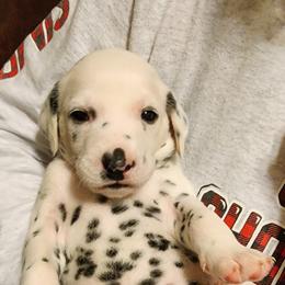Yellow Boy - White and black Dalmatian puppy in Old Fort, North Carolina from Smith's Dalmatians