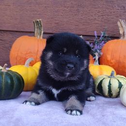 Marshmallow - Black and tan male Shiba Inu puppy in Clayton, Illinois from Adorable-Puppies