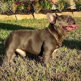 French Bulldogs from Kandie Kowalski