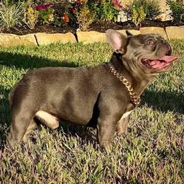 French Bulldogs from Kandie Kowalski