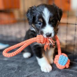 Surge - Black tri male Miniature American Shepherd puppy in Phoenix, Arizona from Outlaw Minis