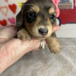 Shell - Dapple female Dachshund puppy in Washington from Beautiful Doxies