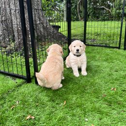 Golden Retriever Puppies from Golden Hour Golden Retrievers