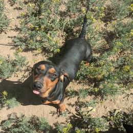BeanieWeenie - Dachshund
