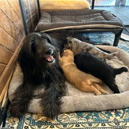 Promise Girl 1 - Fawn female Pyrenean Shepherd puppy in Ripley, Ohio from La Rive Pyr Sheps LLC