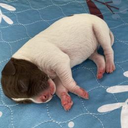 Baby Blue - Liver and white female German Shorthaired Pointer puppy in Hot Springs, Virginia from Thunder Mountain Gun Dogs