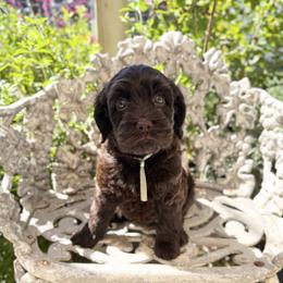 Penelope - Chocolate female Australian Labradoodle puppy in Sacramento, California from Little Farmstead Labradoodles