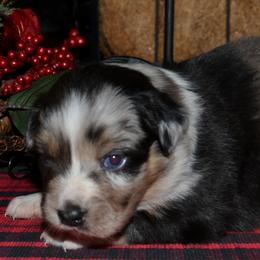Maisie - Blue merle female Australian Shepherd puppy in Marshall, Texas from Flying S Aussies