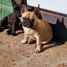 French Bulldog All Grown Up from Le Petite Lion