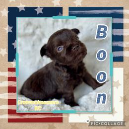 Boon - Liver male Miniature Schnauzer puppy in Independence, Missouri from Crown Schnauzers KC
