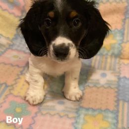 Boy 1 - Black and tan Dachshund puppy in Andover, Minnesota from Michelle Walgren's Dachshunds